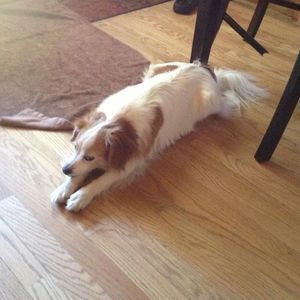 Meet your Posher, Robin